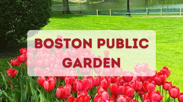 Red flowers bloom with text Boston Public Garden