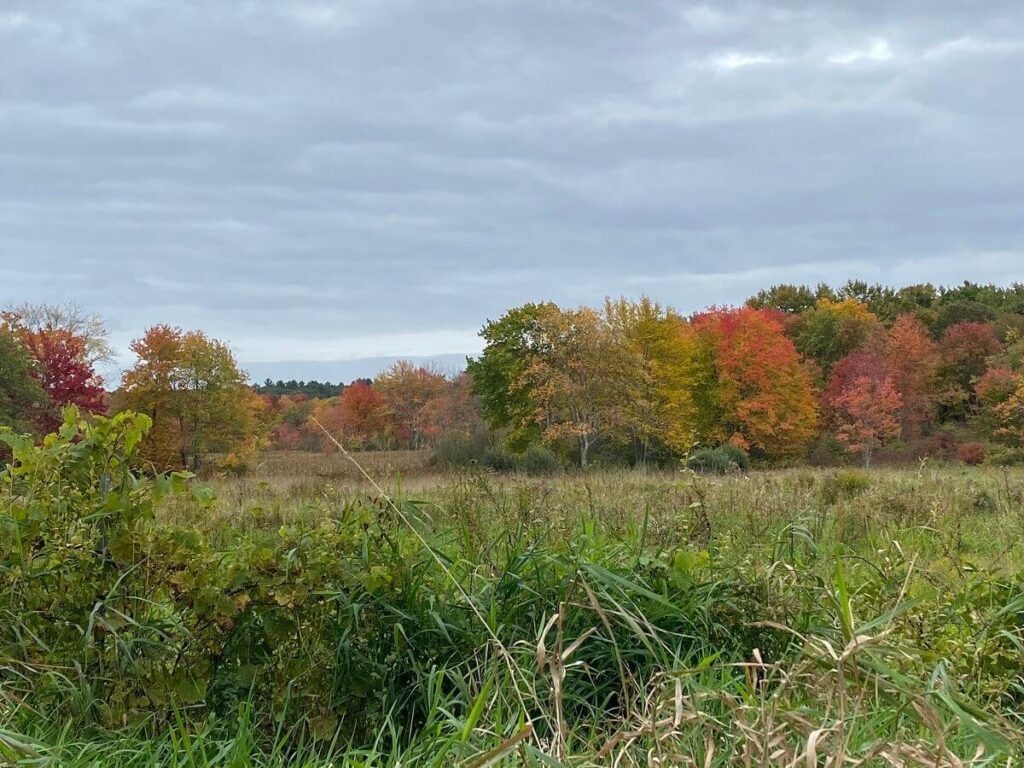 Trees with red, yellow, orange, and green leaves grow all over a grassy meadow