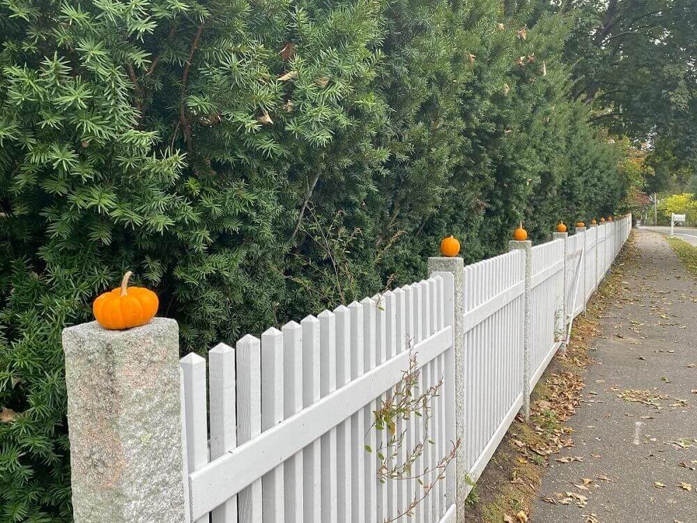 Little orange pumpkins sit on top of a white fence with evergreen trees behind