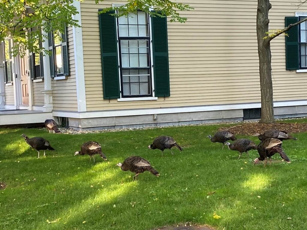 Nine turkeys feed in the grass in front of a building