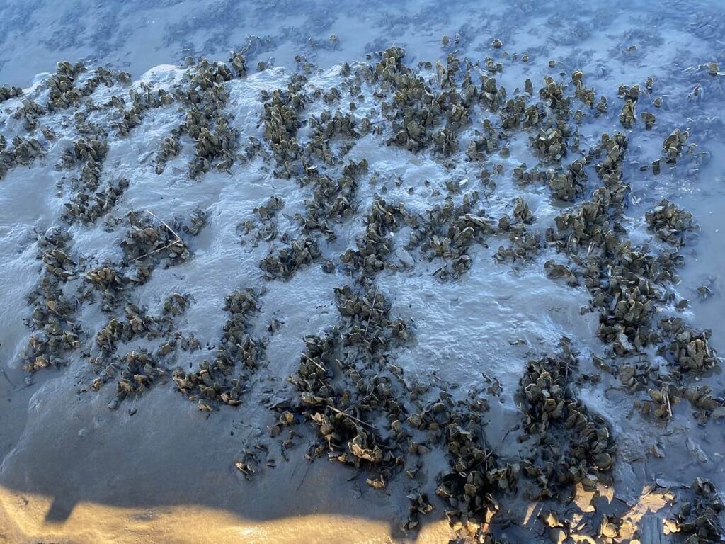 Close up view of oyster beds exposed by low tide