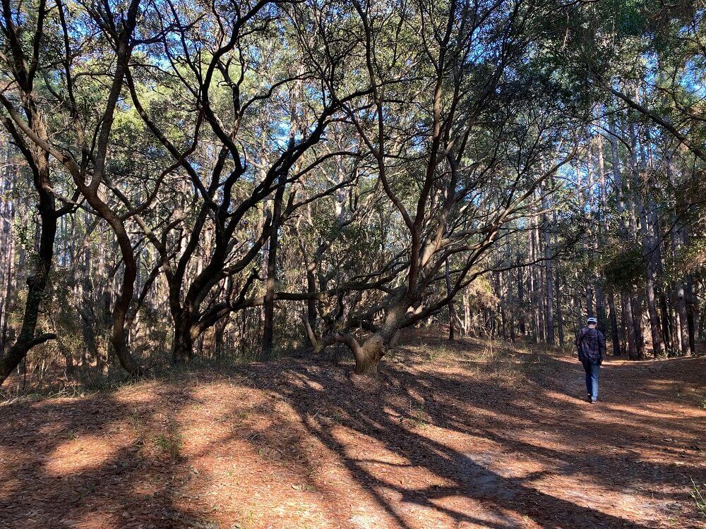 A man walks along a trail through the woods at Huntington Beach State Park